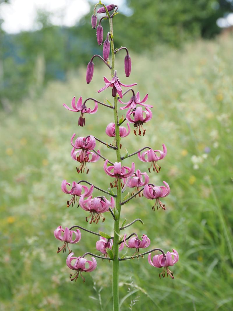 Ce plante sunt ocrotite de lege în România