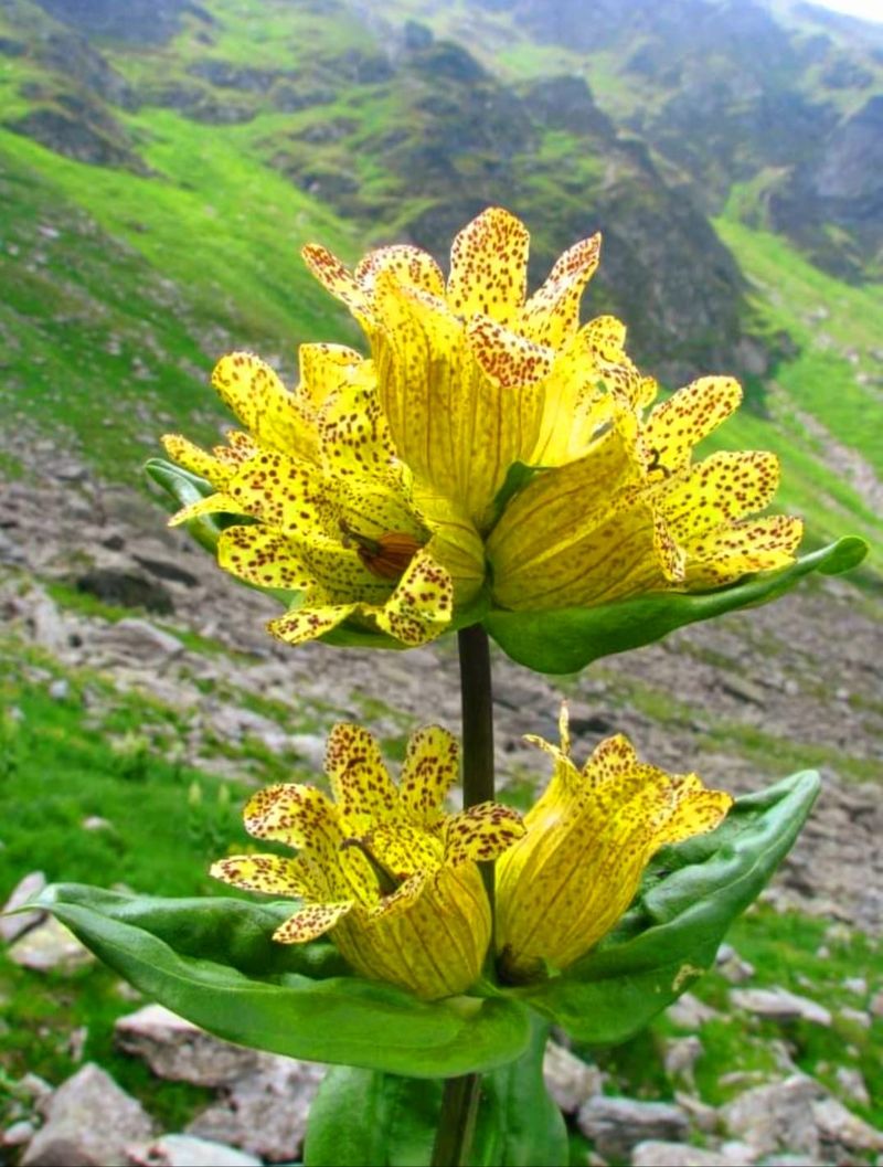 Ce plante sunt ocrotite de lege în România