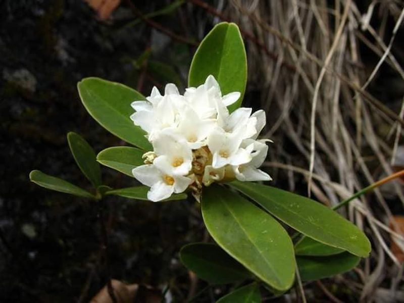 Ce plante sunt ocrotite de lege în România