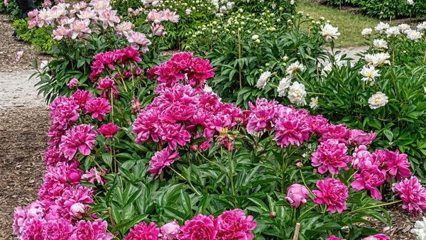 Cum se plantează și cum se &icirc;ngrijesc bujorii