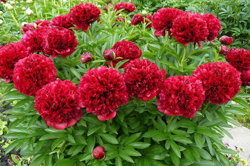 Cum se plantează și cum se îngrijesc bujorii