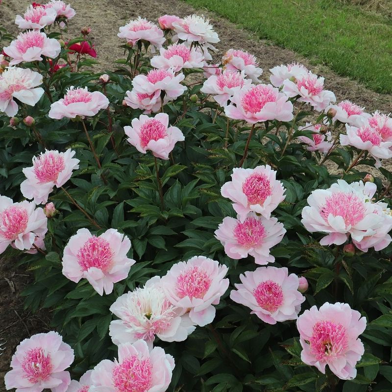 Cum se plantează și cum se îngrijesc bujorii