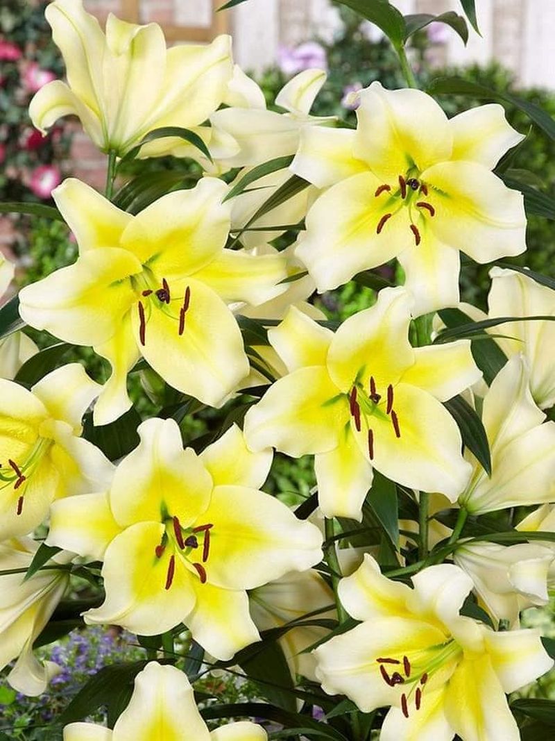 Cum se îngrijesc corect crinii de ghiveci