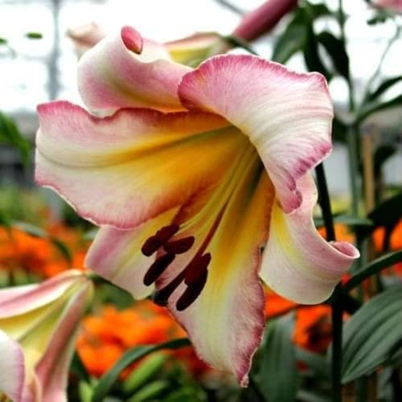 Cum se îngrijesc corect crinii de ghiveci