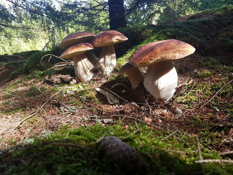 Cum se gătește corect ciorba de hribi și de ce ingrediente ai nevoie