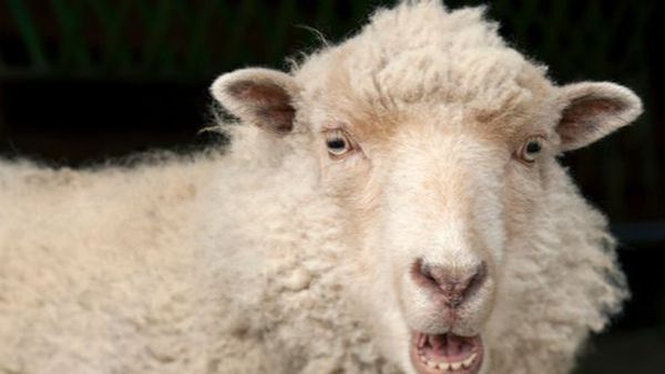 Dimineața Nebună | Şofer din Anglia prins cu oaia pe bancheta din spate