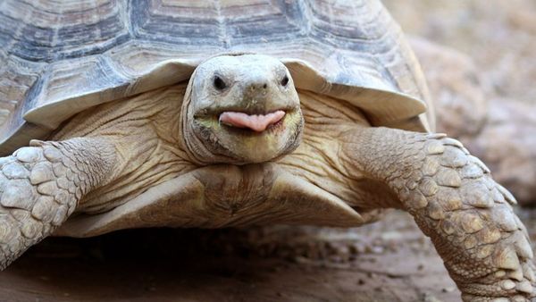 Dimineața Nebună: Haos într-un aeroport din Japonia din cauza unei broaște țestoase! Cinci zboruri au fost amânate