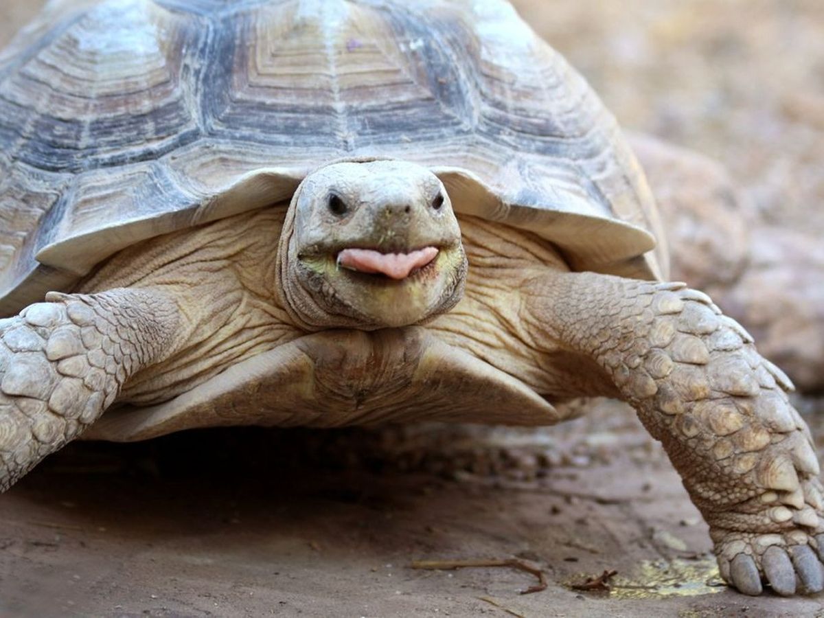 Haos într-un aeroport din Japonia din cauza unei broaste țestoase! Cinci zboruri au fost amânate