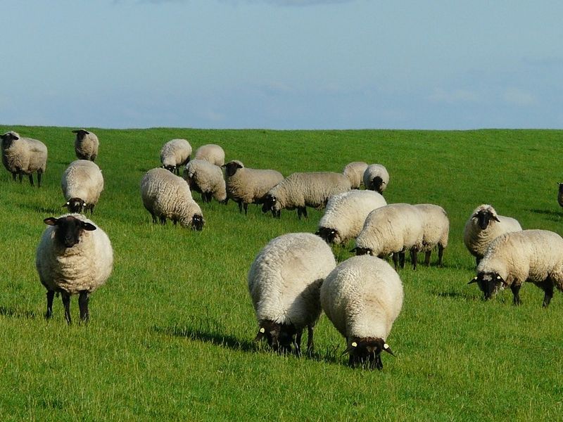 Patru bărbați au furat cu căruța oile unui cioban