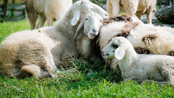 Dimineața Nebună: Patru bărbați au furat cu căruța oile unui cioban