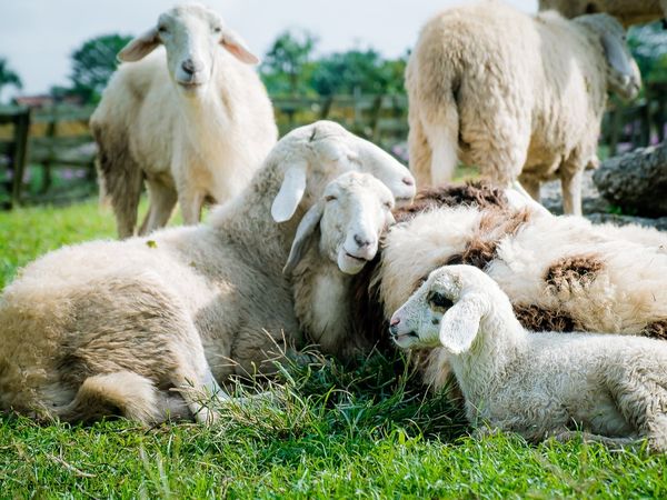 Dimineața Nebună: Patru bărbați au furat cu căruța oile unui cioban