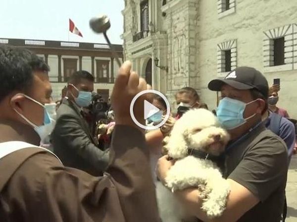 Ceremonie de binecuv&acirc;ntare a c&acirc;inilor și pisicilor &icirc;n Peru! AUDIO Dimineața Nebună