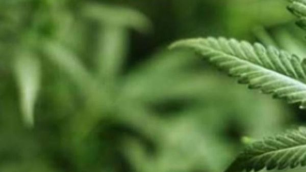 Un bărbat care cultiva canabis &icirc;n sufragerie, amendat. Explicația dată instanței: &bdquo;Sufăr de diabet și &icirc;mi scade glicemia c&acirc;nd consum&rdquo;. AUDIO