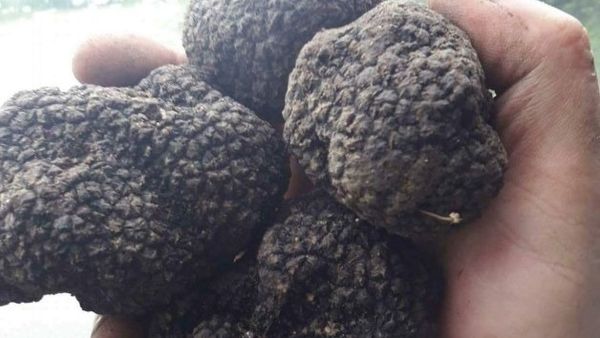 Captură de trufe &icirc;n valoare de  91.000 de lei pentru polițiști! Șoferul a fost prins pentru că circula neregulamentar