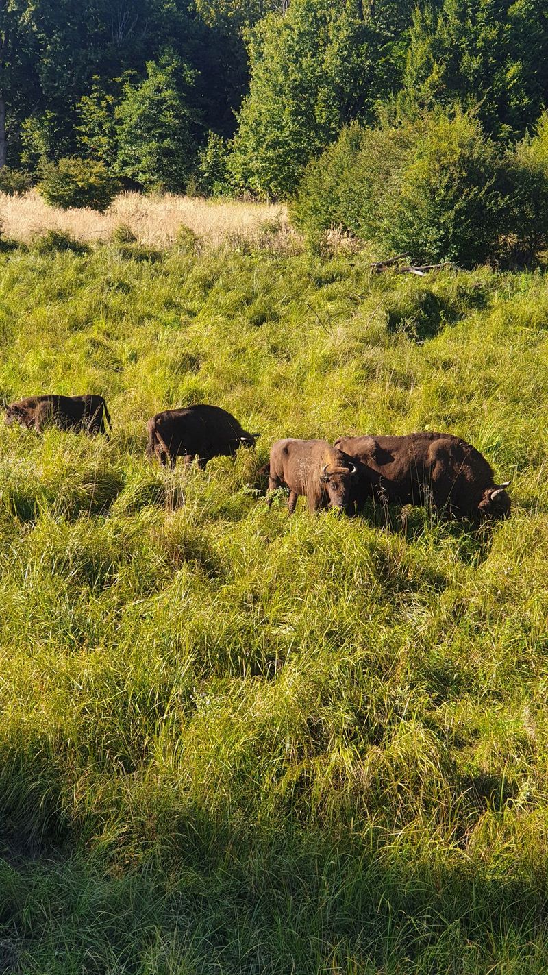 Sâmbăta aceasta, de la ora 15:00, în ”ROventura”, Ținutul Neamțului  ﻿