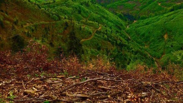 Ce salarii au &icirc;n prezent angajații la Garda Forestieră cu tot cu bonusuri și sporuri