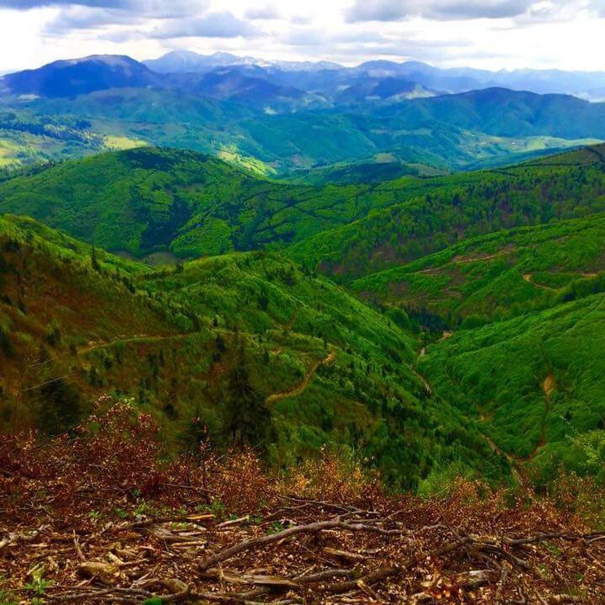 Ce salarii au &icirc;n prezent angajații la Garda Forestieră cu tot cu bonusuri și sporuri