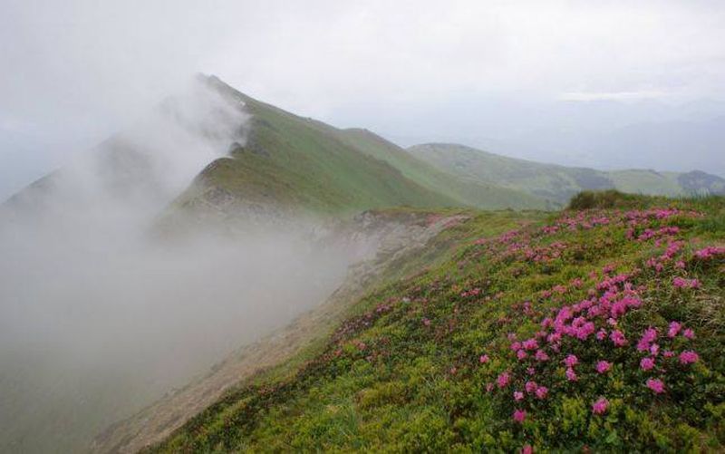 În România, există 14 parcuri naţionale, împărţite în fiecare zonă a ţării. 