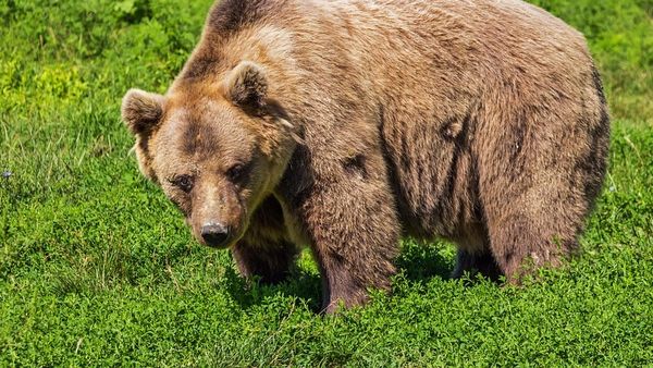 Dimineața Nebună | Localnicii din Zărnești, atacați de un urs care pusese „laba” pe o capră