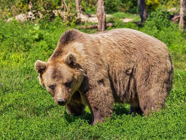 Dimineața Nebună | Localnicii din Zărnești, atacați de un urs care pusese &bdquo;laba&rdquo; pe o capră