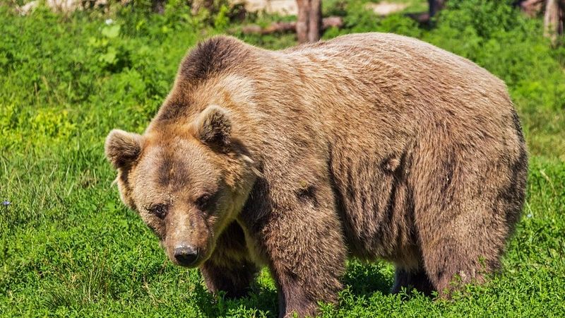 Dimineața Nebună | Localnicii din Zărnești, atacați de un urs care pusese &bdquo;laba&rdquo; pe o capră