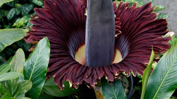 Mii de oameni s-au &icirc;nghesuit să vadă o plantă cu miros de cadavru &icirc;n putrefacţie: &rdquo;Este starul rock vedetă al lumii plantelor&rdquo;