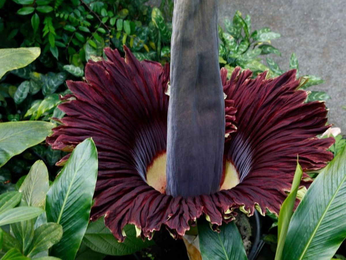 Mii de oameni s-au înghesuit să vadă o plantă cu miros de cadavru