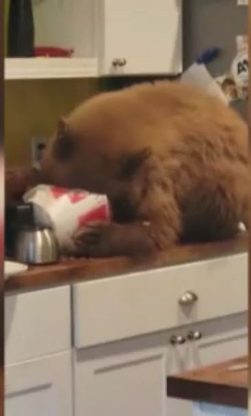 Dimineaţa Nebună: Un bărbat din California a avut surpriza vieții când în casa lui a găsit o familie de urși