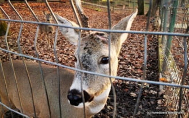Dimineața Nebună: Un turist a smuls cornul unui căprior de la Grădina Zoologică din Hunedoara pentru a-l lua ca trofeu