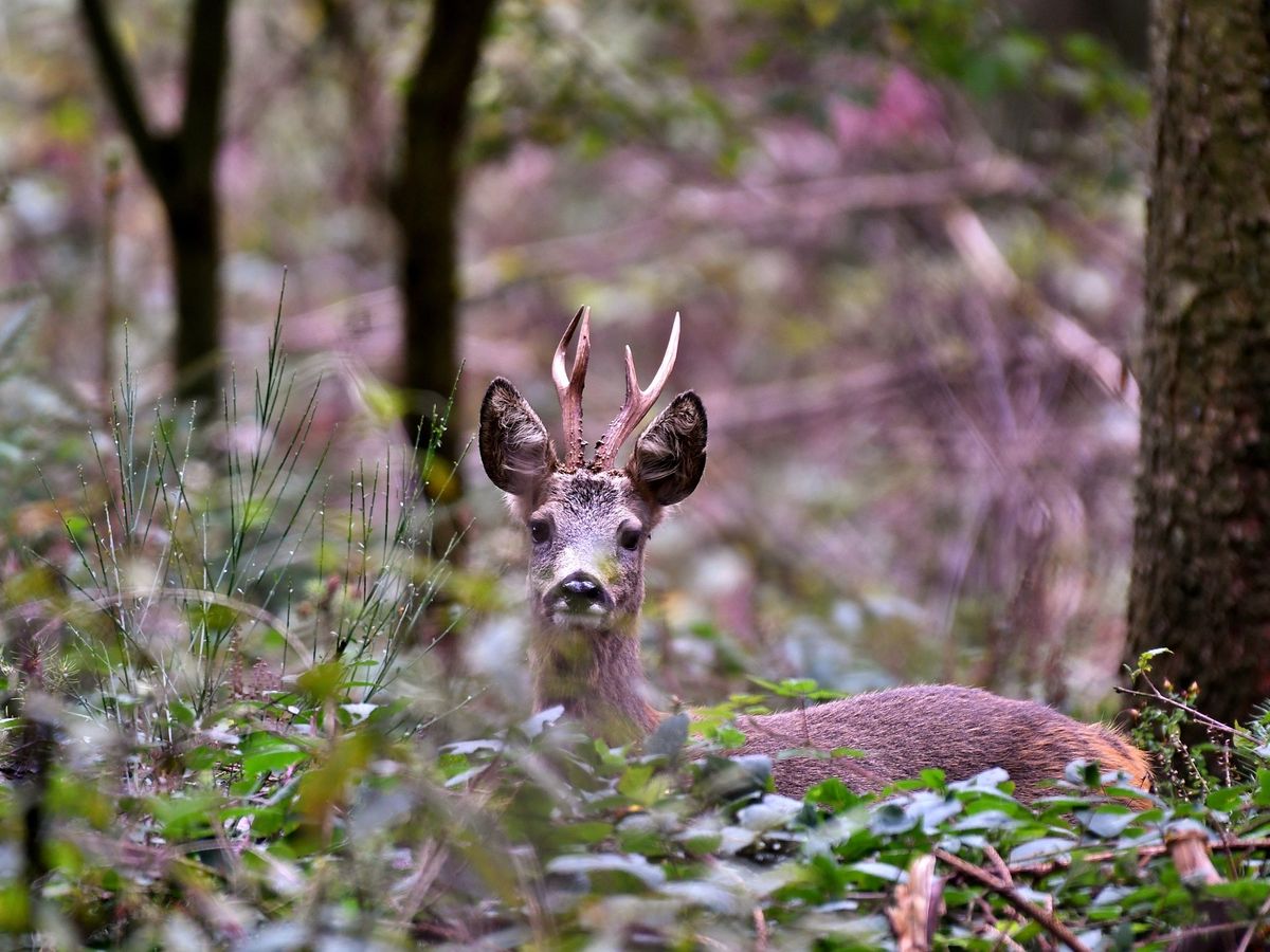 Dimineața Nebună: Un turist a smuls cornul unui căprior de la Grădina Zoologică din Hunedoara pentru a-l lua ca trofeu