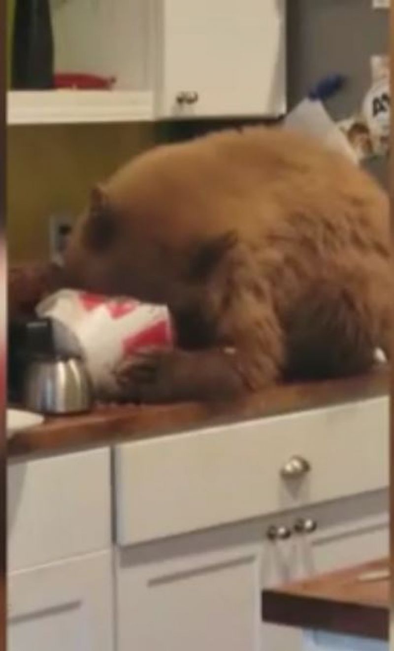 Dimineaţa Nebună: Un bărbat din California a avut surpriza vieții când în casa lui a găsit o familie de urși