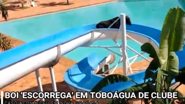 Dimineaţa Nebună: O vacă scăpată de la abator s-a dus într-un parc de distracție. Audio