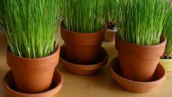 Când se pune grâul la încolţit de Sfântul Andrei? 