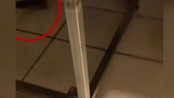 Dimineața Nebună. O patiserie din București, &icirc;nchisă după ce a fost filmat un șobolan printre rafturi. Audio