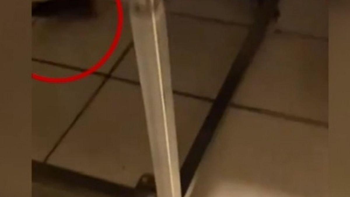 Dimineața Nebună | O patiserie din București, închisă după ce a fost filmat un șobolan. Audio