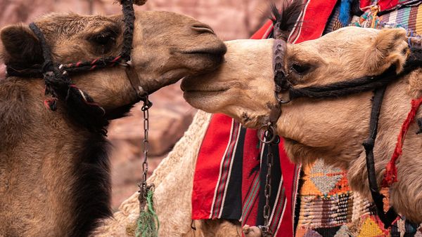 Dimineața Nebună. Peste 40 de cămile au fost descalificate de la un concurs de frumusețe după ce s-a aflat că au botox. Audio