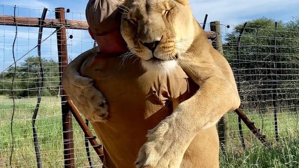 Momentul incredibil &icirc;n care o leoaică sare &icirc;n brațele &icirc;ngrijitorului pentru o &icirc;mbrățișare