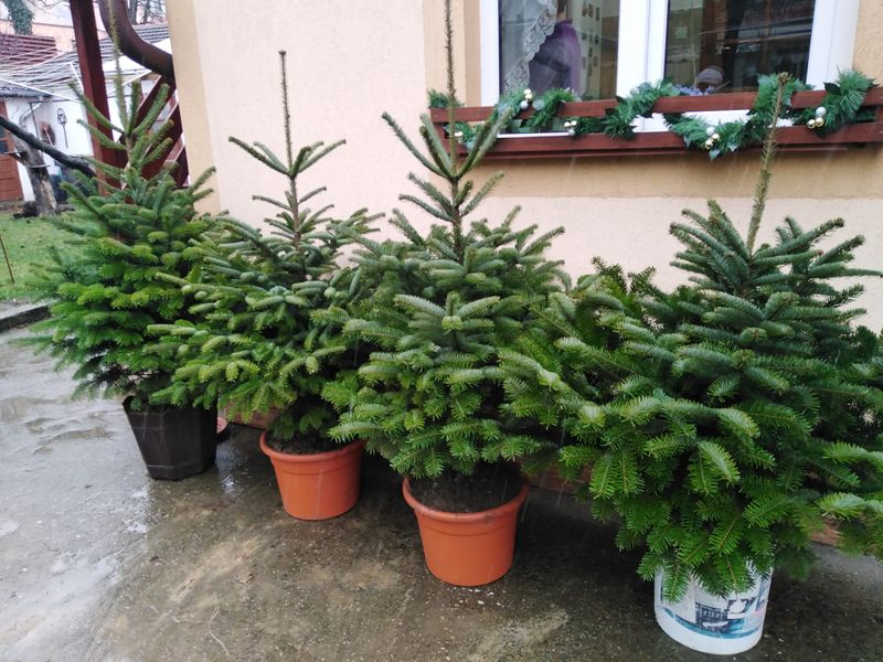 Cum se îngrijeşte un brad în ghiveci