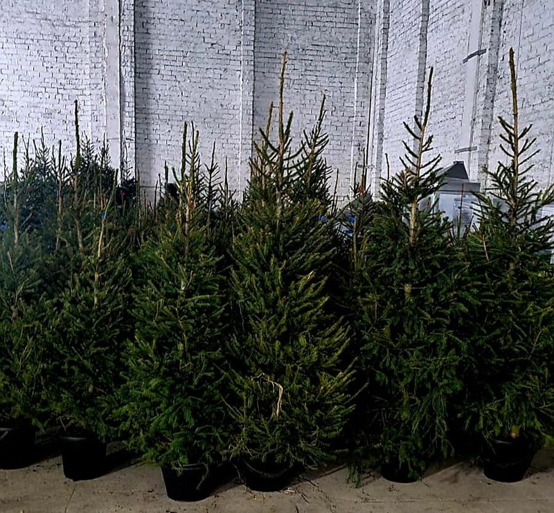 Cum se îngrijeşte un brad în ghiveci