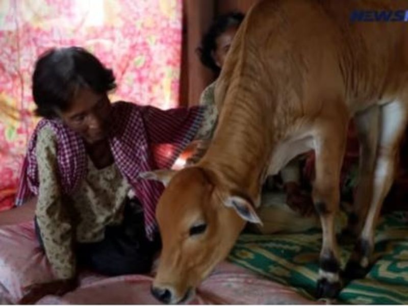 O femeie s-a căsătorit cu un vițel după moartea soțului. Ea susține că soțul ei s-a reîncărnat în animal 