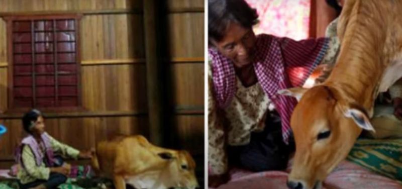 Dimineața Nebună. O femeie s-a căsătorit cu un vițel după moartea soțului. Ea susține că soțul ei s-a reîncărnat în animal