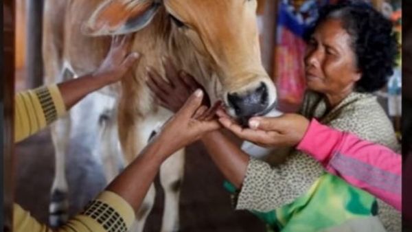 Dimineața Nebună. O femeie s-a căsătorit cu un vițel după moartea soțului. Ea susține că soțul ei s-a reîncarnat în animal