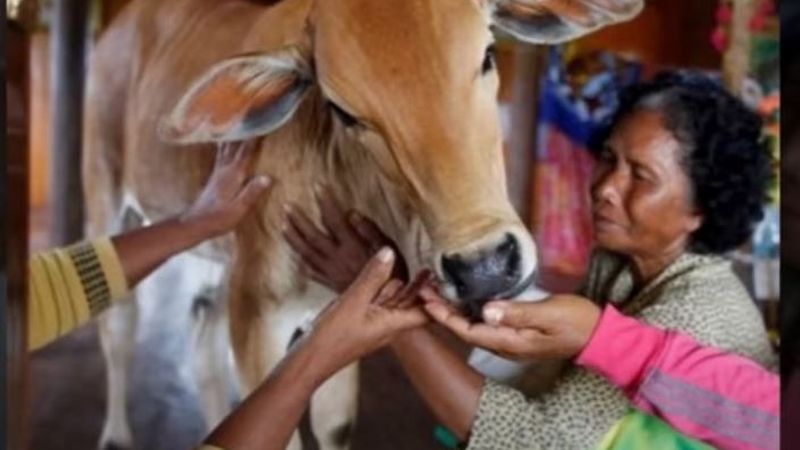 Dimineața Nebună. O femeie s-a căsătorit cu un vițel după moartea soțului. Ea susține că soțul ei s-a re&icirc;ncarnat &icirc;n animal