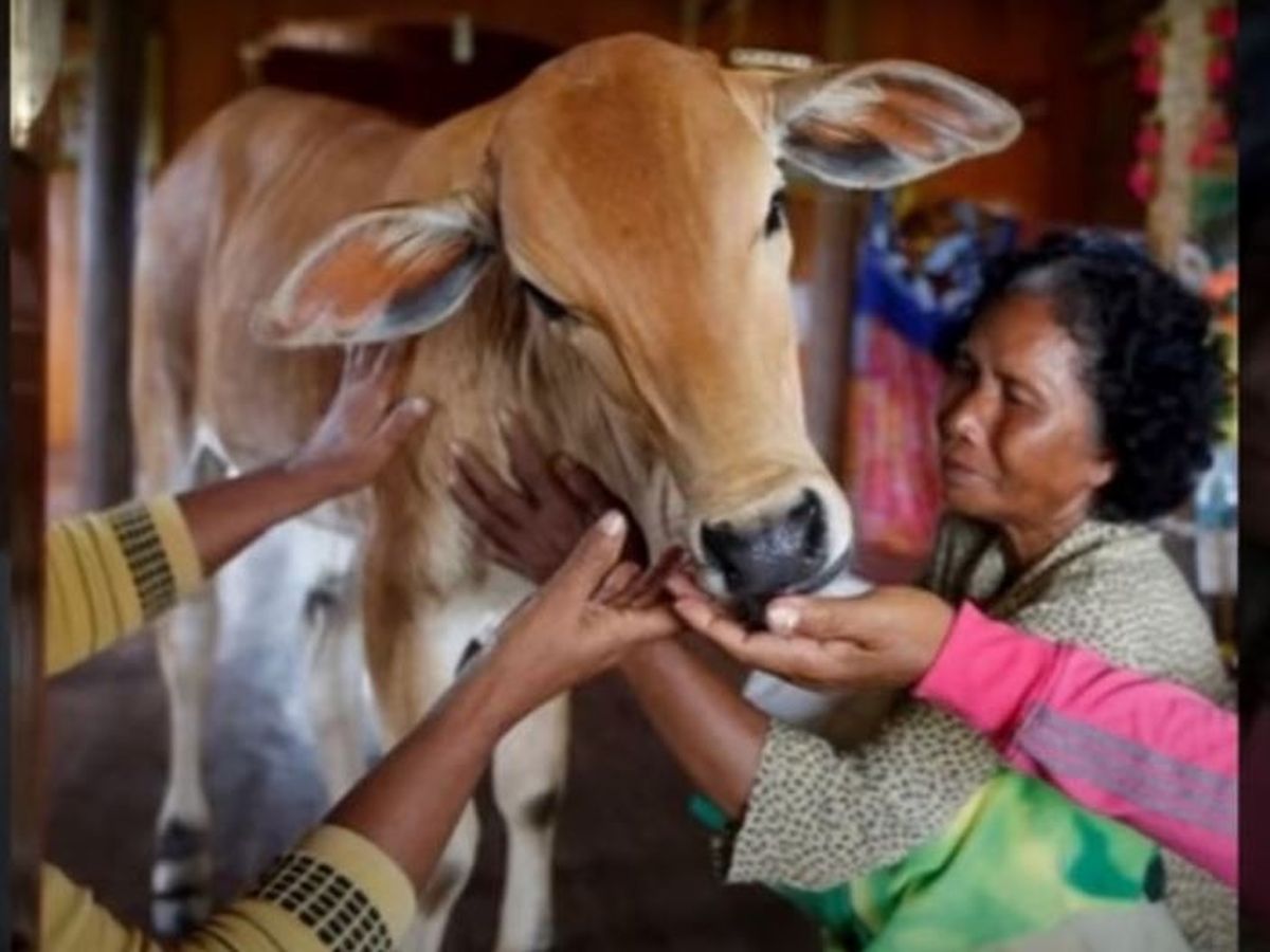 Dimineața Nebună. O femeie s-a căsătorit cu un vițel după moartea soțului. Ea susține că soțul ei s-a reîncarnat în animal