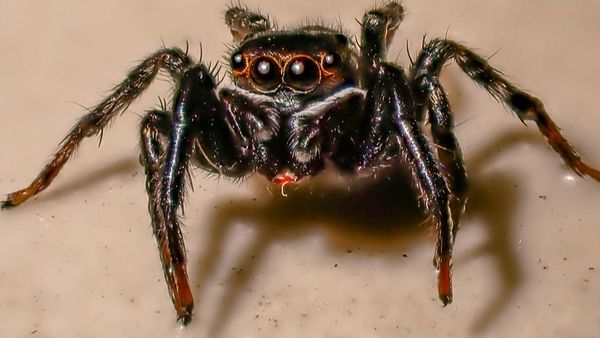 Dimineața Nebună. Sute de tarantule, scorpioni și gândaci, confiscați în aeroportul din Bogota. Animalele ar fi trebuit să ajungă ilegal în Europa. Audio 