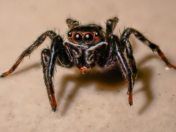 Dimineața Nebună. Sute de tarantule, scorpioni și g&acirc;ndaci, confiscați &icirc;n aeroportul din Bogota. Animalele ar fi trebuit să ajungă ilegal &icirc;n Europa. Audio 