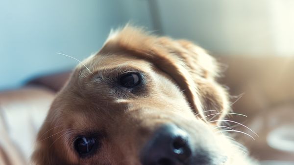 Cum alegi cel mai bun antiparazitar intern pentru c&acirc;inele tău. 3 lucruri la care să fii atent