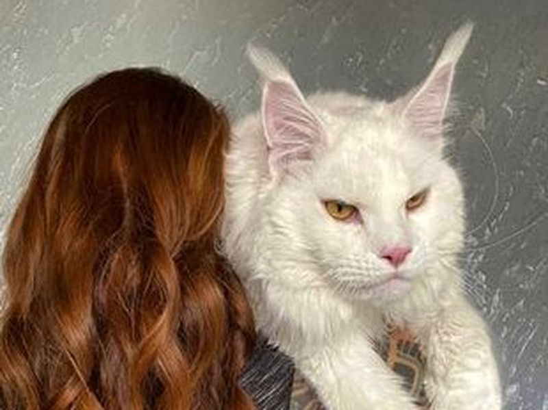 Ce animal vezi în imagine?! Pisică sau cățel?! Vei fi suprins să afli răspunsul 