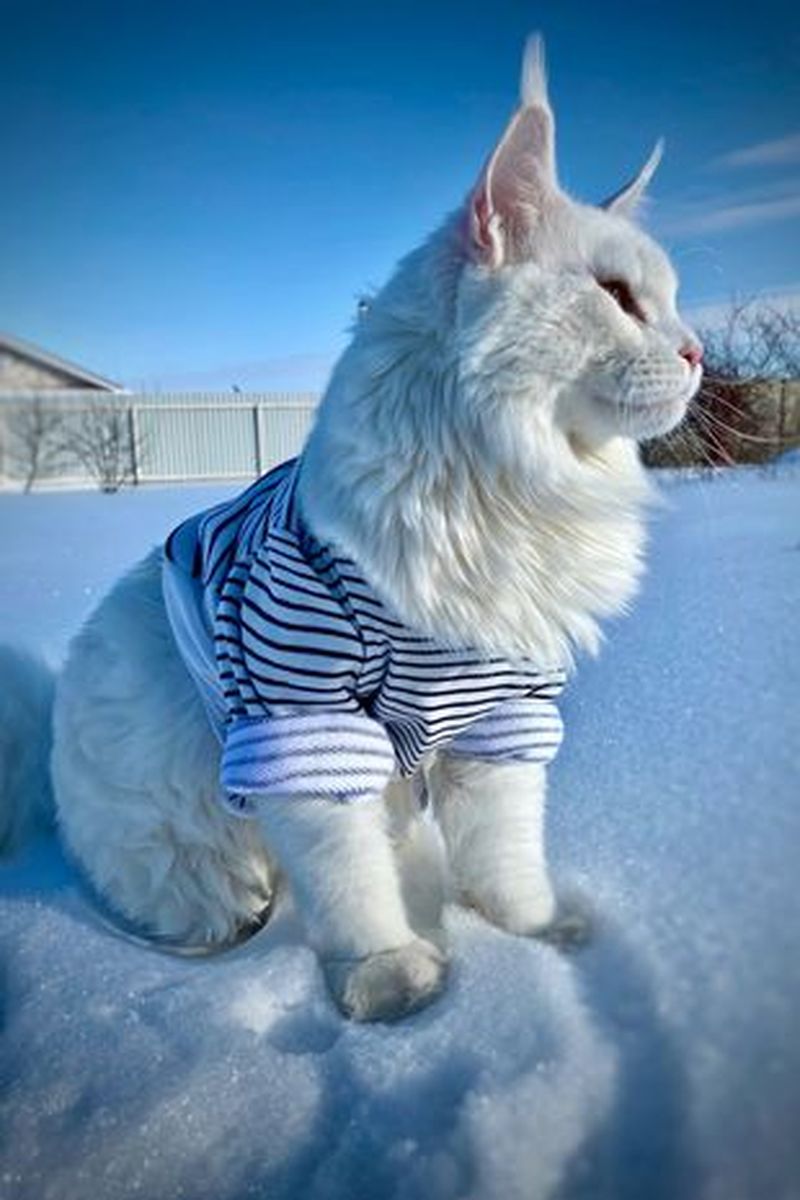 Ce animal vezi în imagine?! Pisică sau cățel?! Vei fi suprins să afli răspunsul 