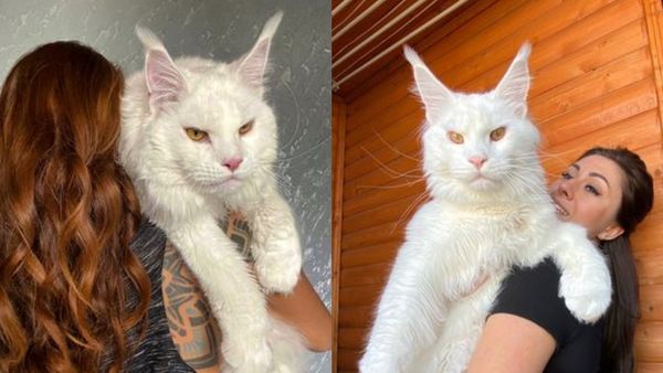 Ce animal vezi &icirc;n imagine?! Pisică sau cățel?! Vei fi suprins să afli răspunsul